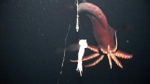 讓你不禁叫絕的十大超怪異海洋生物之一:達納章魚