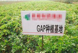 GAP基地