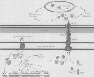 hrp gene