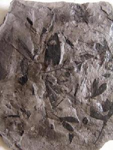 義馬銀杏化石