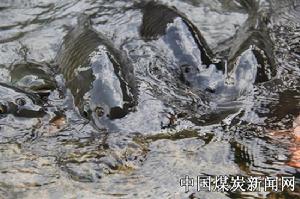 《大魚隱於水》