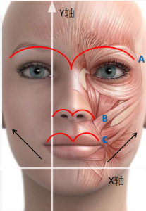 面部年輕化Y軸-X軸美學設計