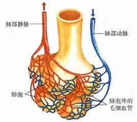 血清游離甲狀腺素