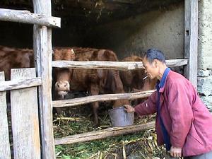 阿郎寨村耕牛養殖