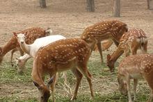 北京大興野生動物園