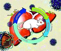 肝硬化動物模型