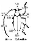 附肢浮游生物