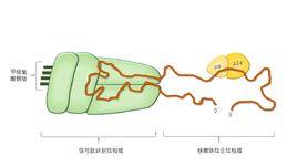 信號識別顆粒