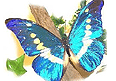 藍色金翅鳳蝶