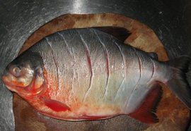 紅鯧魚