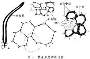 果實