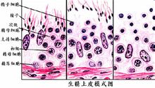 精子生產圖解