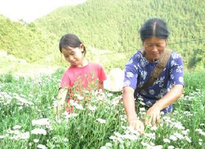 （圖）菊花生產基地