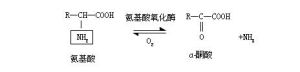 氧化脫氨基作用