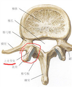 關節突