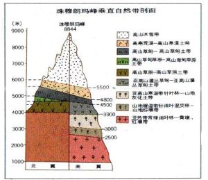 垂直自然帶