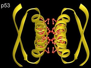 P53抗癌基因