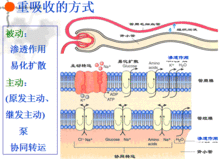 重吸收