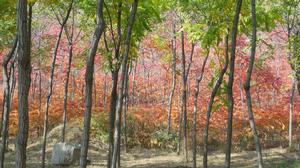 焦作縫山國家礦山公園