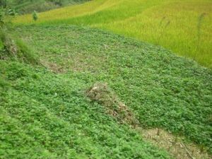 香料廠自然村