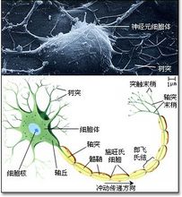 中間那層黃色的就是髓鞘