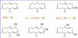 圖1  主要的菸草烷種類