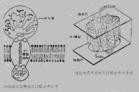 血型糖蛋白