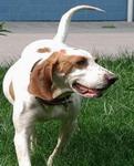 Pointer (dog breed)