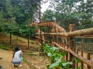 雲南野生動物園