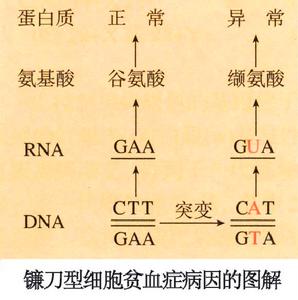 鹼基置換