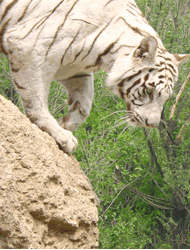 八達嶺野生動物園