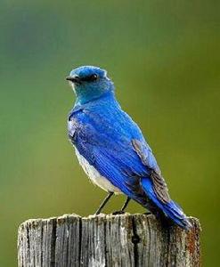 藍知更鳥