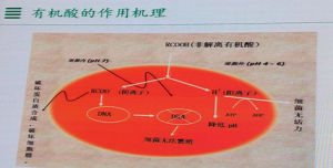有機酸作用機理