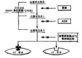 醛固酮拮抗劑