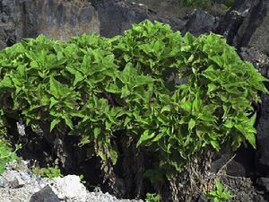 伊莎貝拉島樹菊