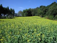 山地油菜