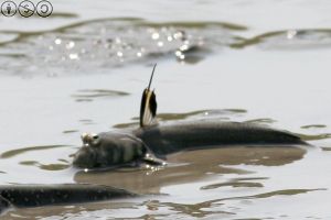 大青彈塗魚