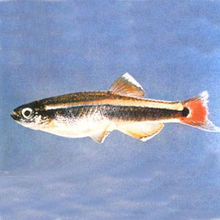 紅尾魚