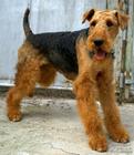 Airedale Terrier