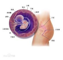 中樞神經系統