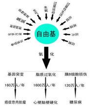 自由基