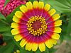 Beautiful zinnia-cropped-big2.jpg