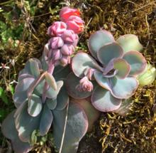 Echeveria guerrerensis