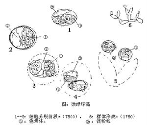 四胞藻目