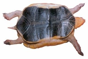黃緣閉殼龜的腹甲