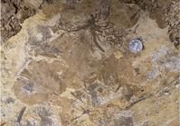 Nystroemia shouyangensis 化石