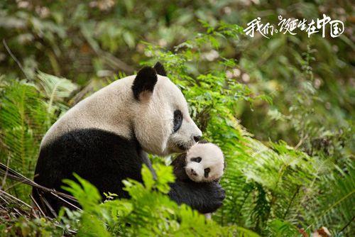 Born in China[陸川執導野生動物題材電影]