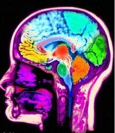“道德羅盤”區域位於右耳後的大腦中