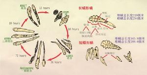 酒渣鼻病因