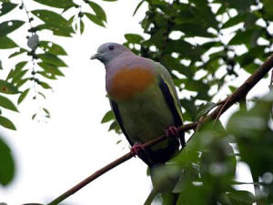 紅頸綠鳩